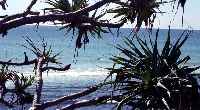 Surfers at Burleigh Head