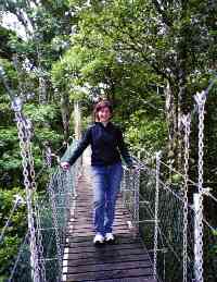 treetop walk at O'Reilly's