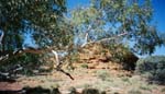 Ghost Gum at King's Canyon